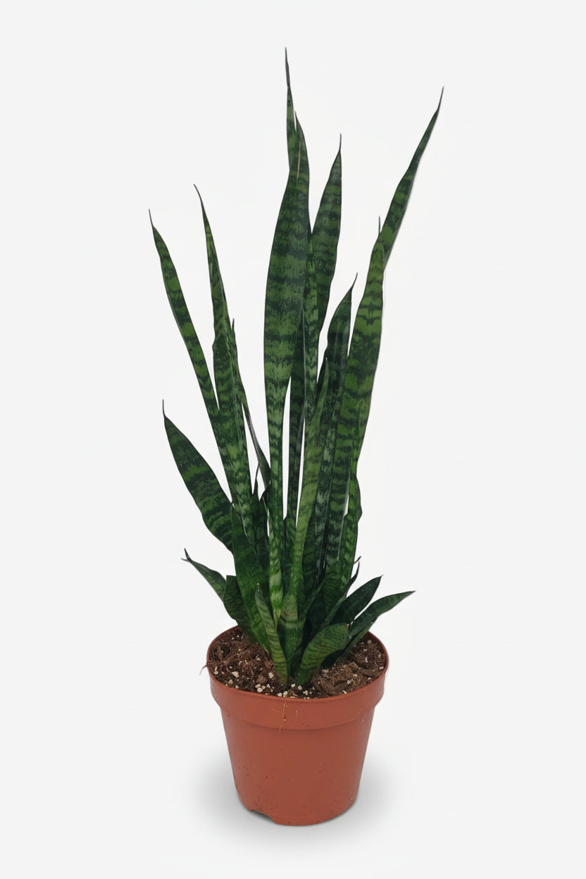 Sansevieria Zeylanica — Mother-in-law&