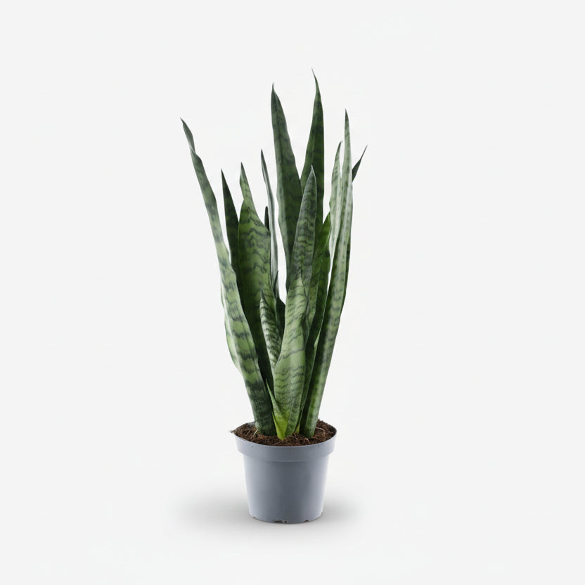 Sansevieria Zeylanica — Mother-in-law&