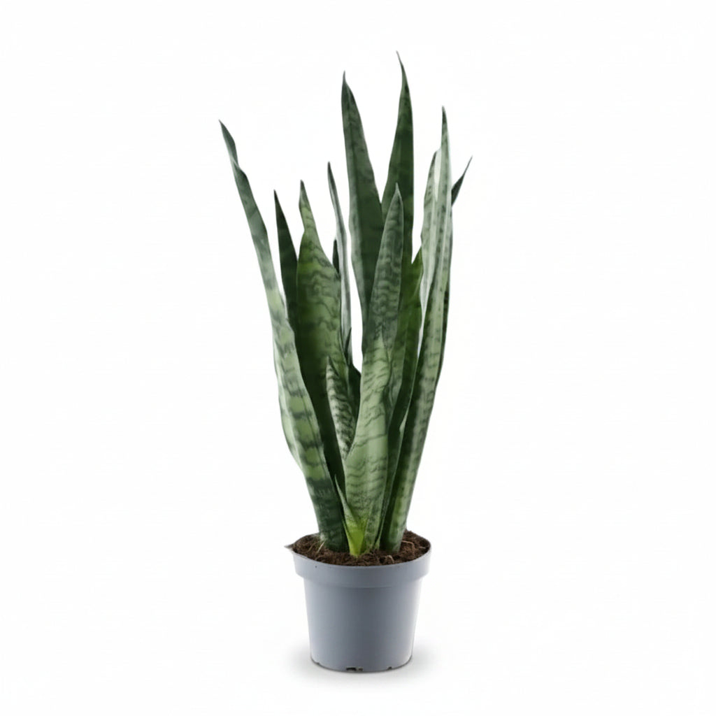 Sansevieria Zeylanica — Tchýnin jazyk - Verdeia - 1