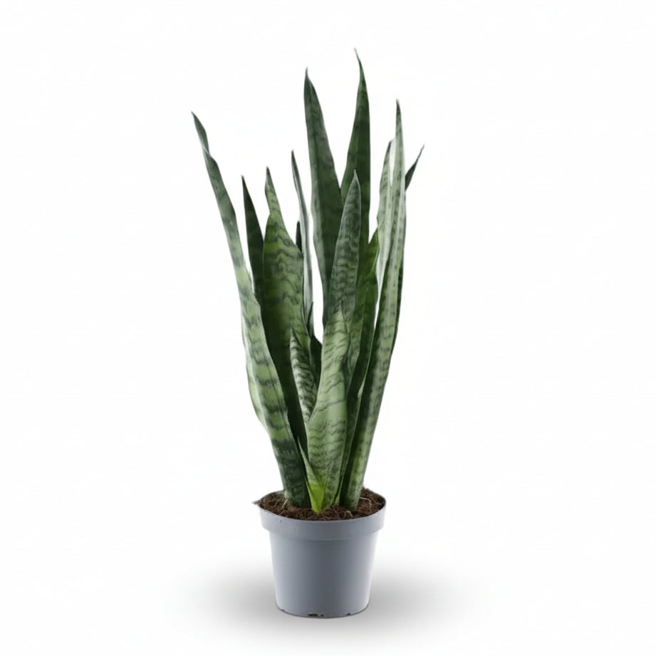 Sansevieria Zeylanica — Lengua de suegra - Verdeia - 1