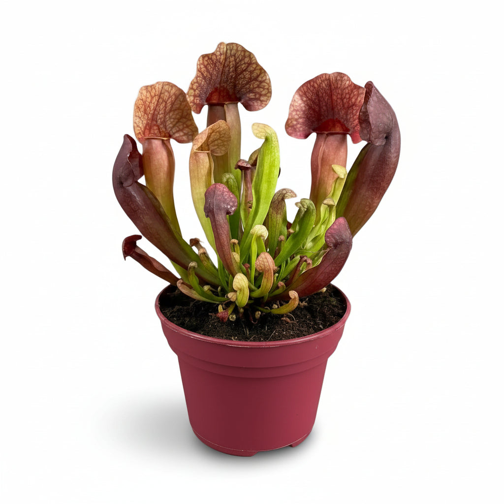 Sarracenia × Catesbaei — Ø12 cm — H23 cm - Verdeia - 1