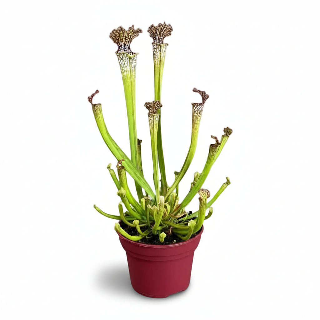 Sarracenia Farnhamii - Ø12cm - H40cm - Verdeia - 1