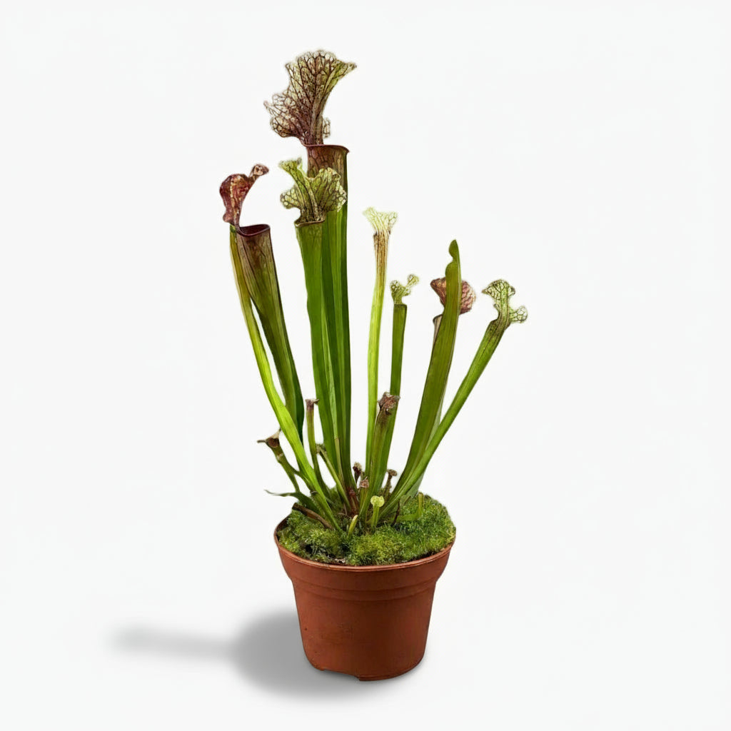 Sarracenia ‘Judith Hindle’ – Plante carnivore - Ø12cm - ↕30cm - Verdeia