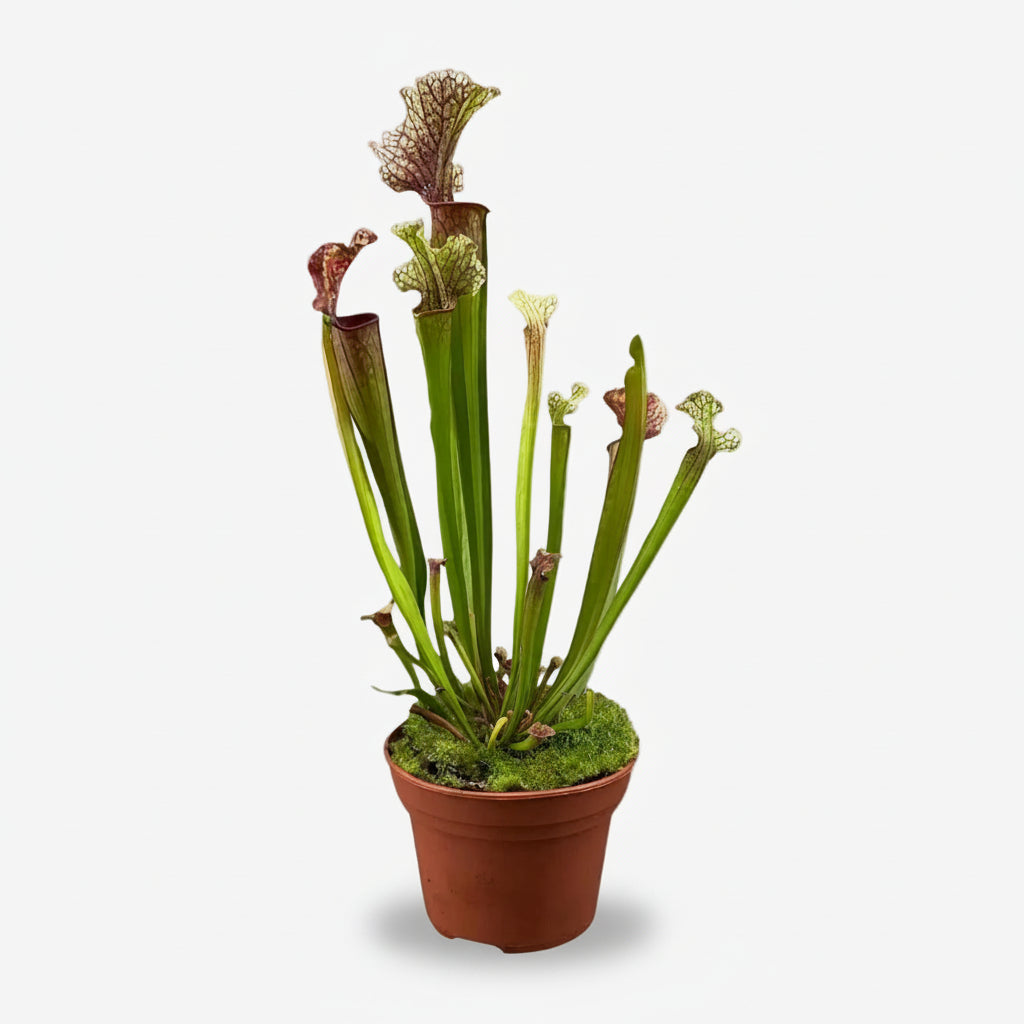Sarracenia ‘Judith Hindle’ – Planta carnívora - D12 x A30 cm - Verdeia - 1