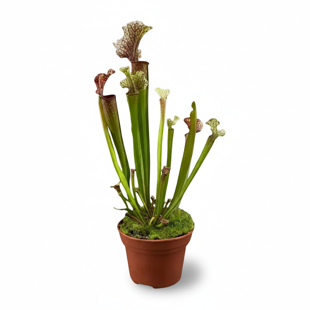 Sarracenia ‘Judith Hindle’ – Planta carnívora - D12 x A30 cm - Verdeia - 1