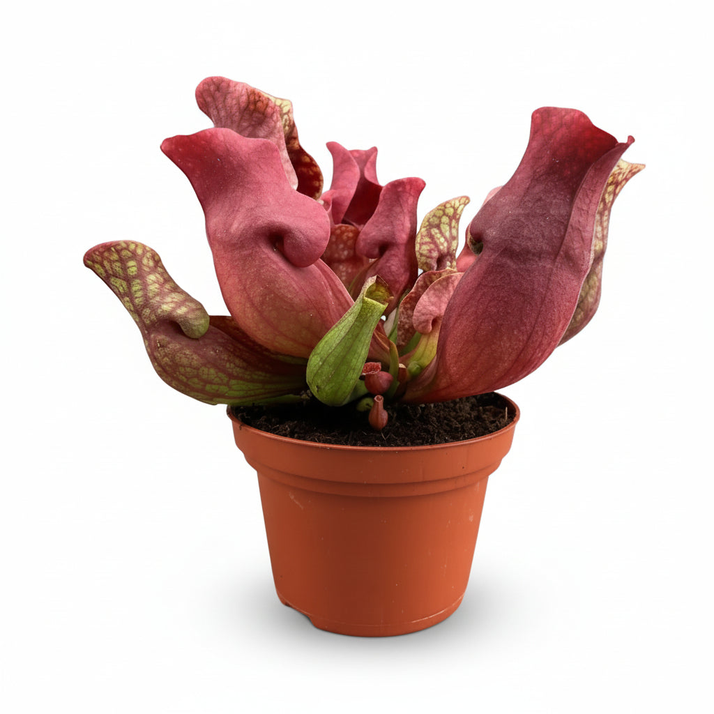 Sarracenia Maroon — Ø12 cm — H23 cm - Verdeia - 1