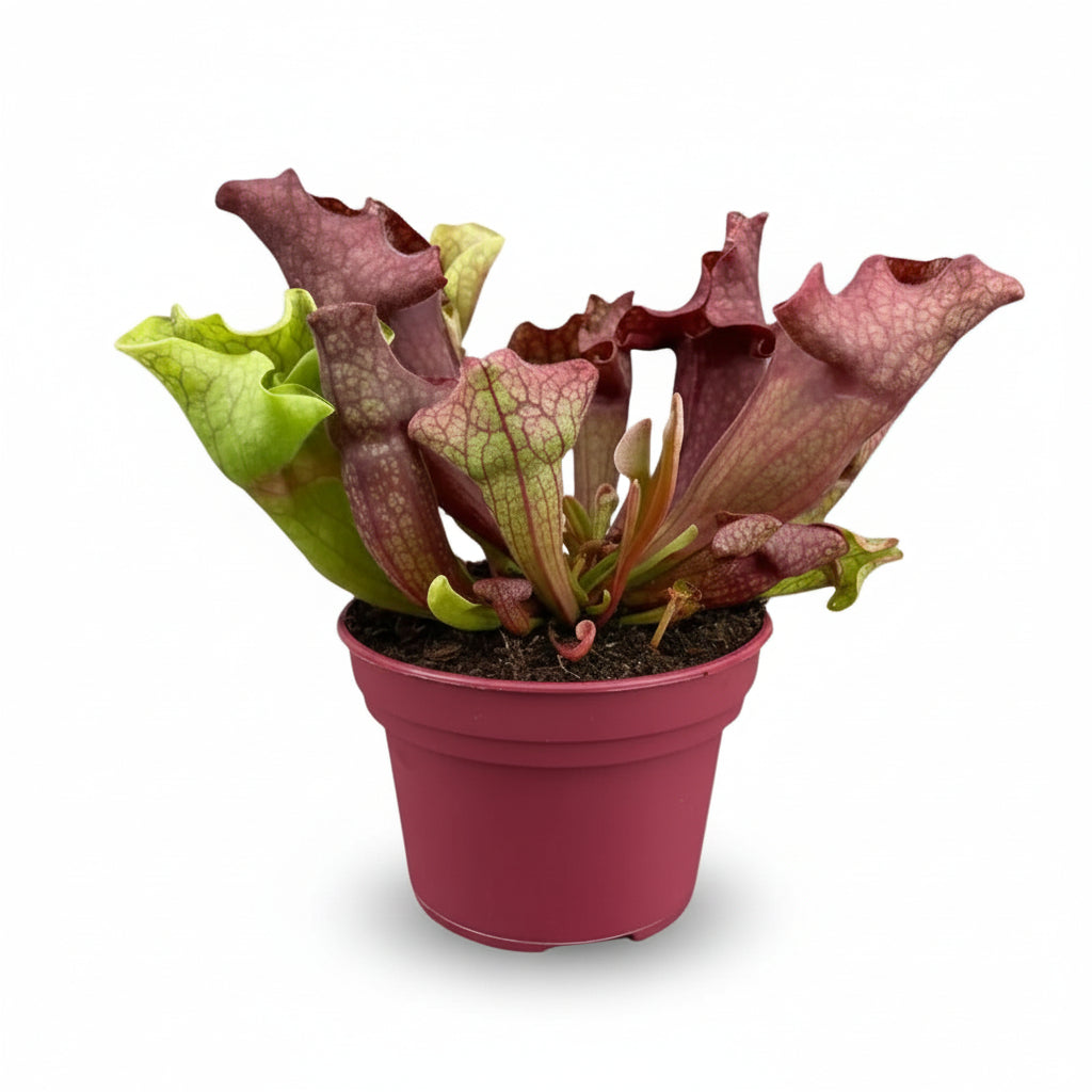 Sarracenia - Ø12cm - H20cm - Verdeia - 1
