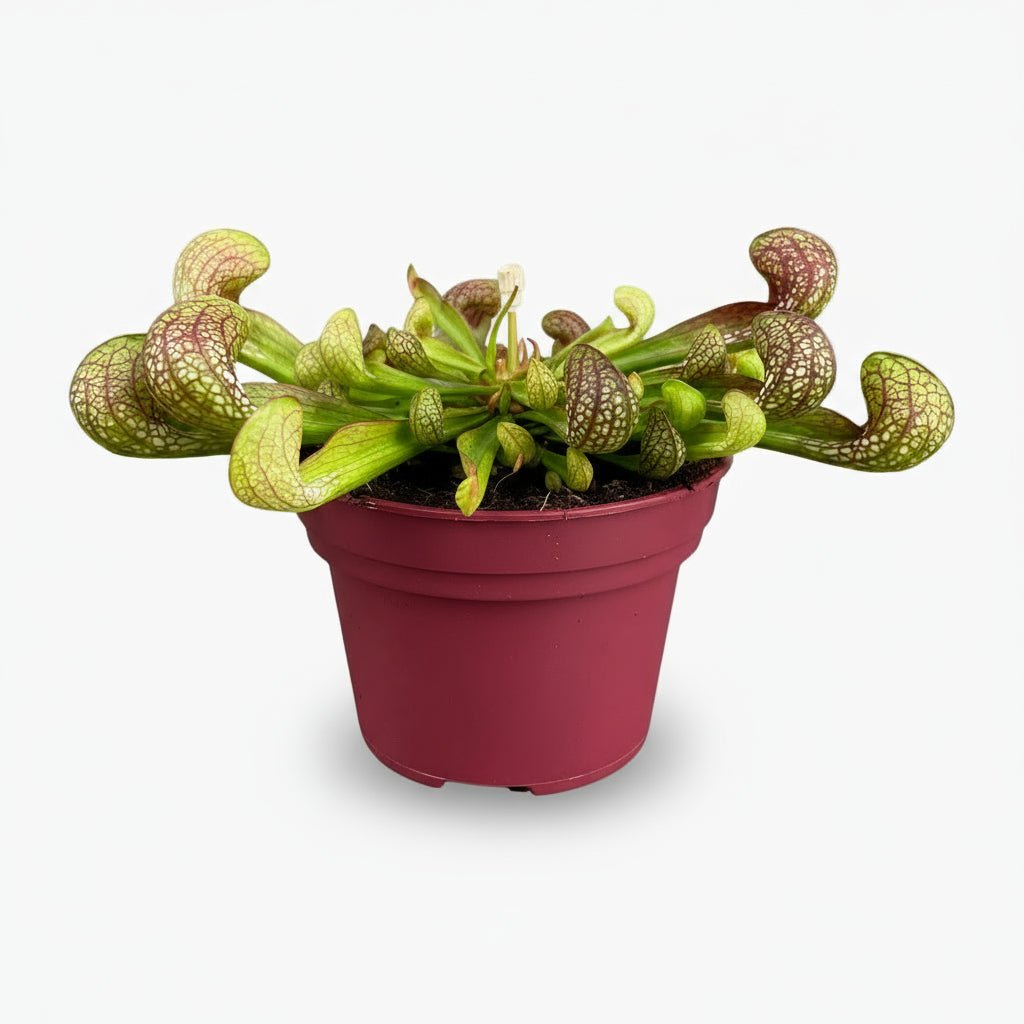 Sarracenia Psittacina - Ø12cm - H13cm - Verdeia - 1