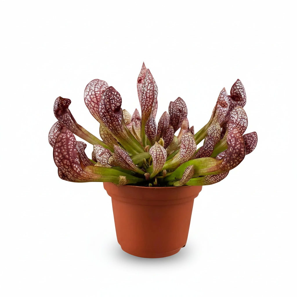Sarracenia ‘Scarlet Belle’ – Planta carnívora – D12 x A20 cm - Verdeia - 1