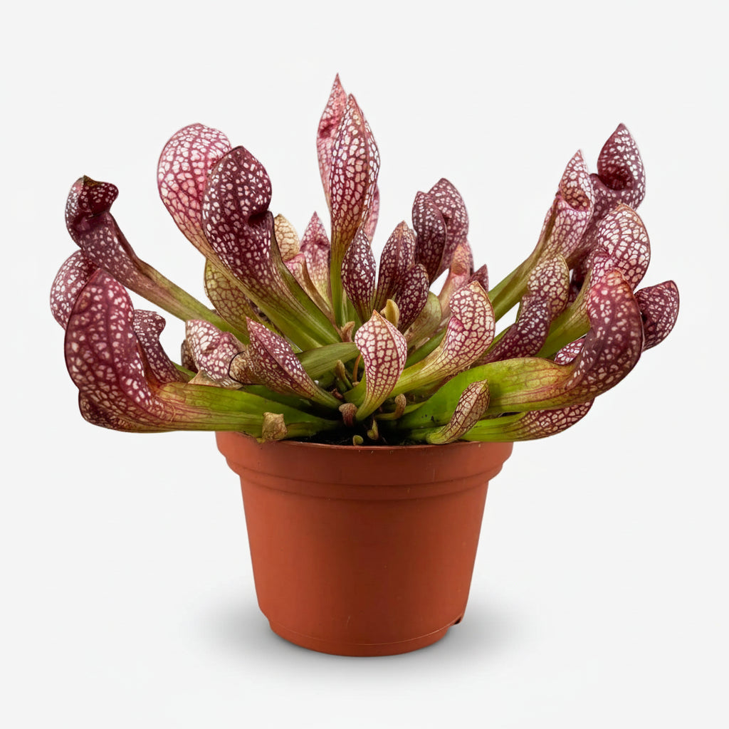 Sarracenia ‘Scarlet Belle’ – Planta carnívora – D12 x A20 cm - Verdeia - 1