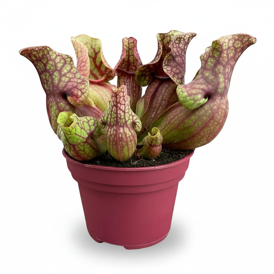 Sarracenia Venosa - Ø12cm - H20cm - Verdeia - 1