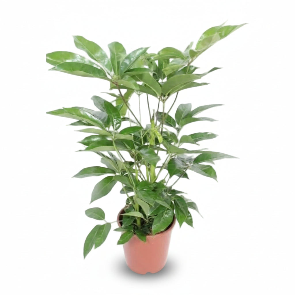 Schefflera actinophylla ‘Amate’ — Ø24 cm — H100 cm - Verdeia - 1