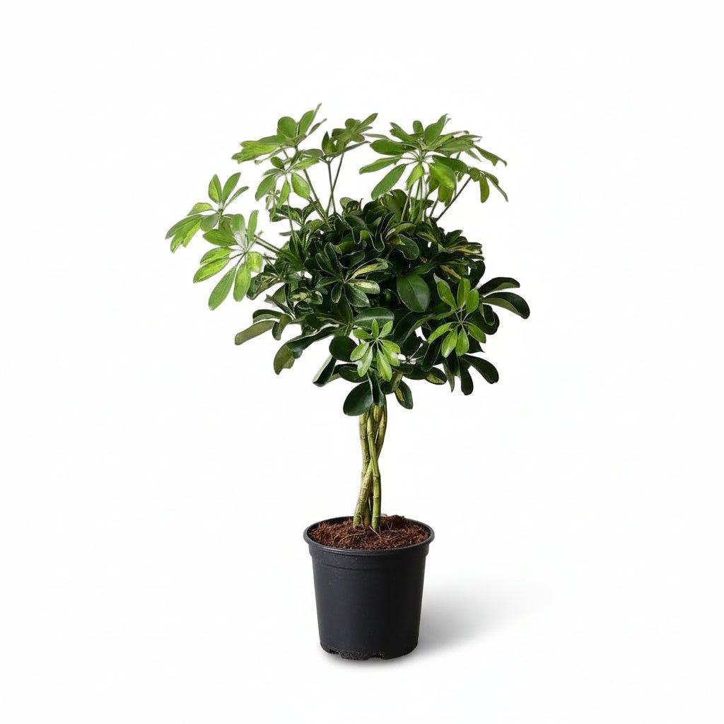 Schefflera arboricola &