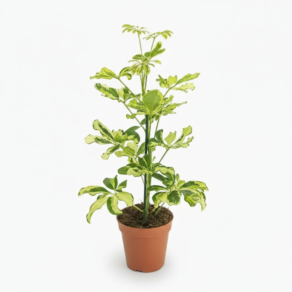 Schefflera Charlotte – Arbre parapluie - Verdeia