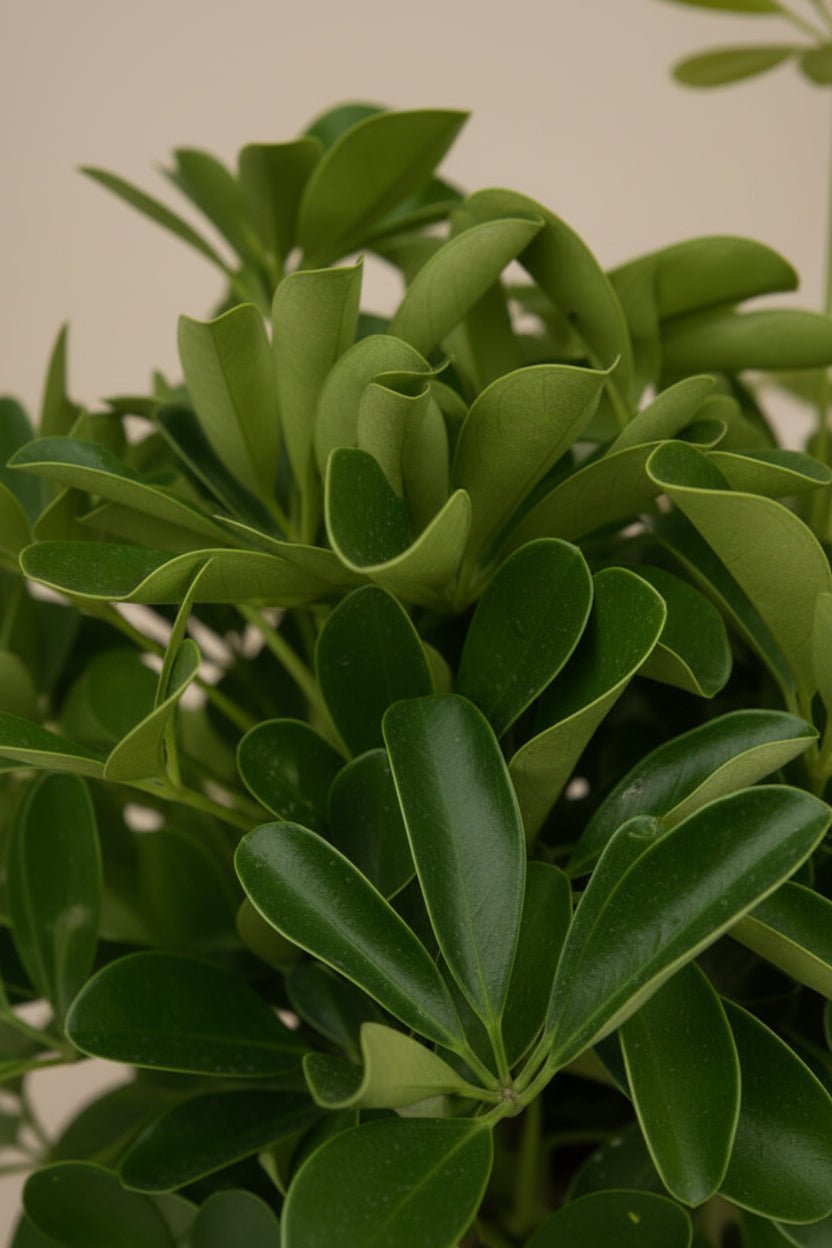 Schefflera Compacta — Compact umbrella tree — Ø19 cm — H80 cm - Verdeia - 2