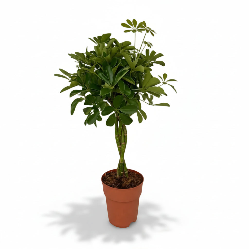 Schefflera Compacta — Compact umbrella tree — Ø19 cm — H80 cm - Verdeia - 1