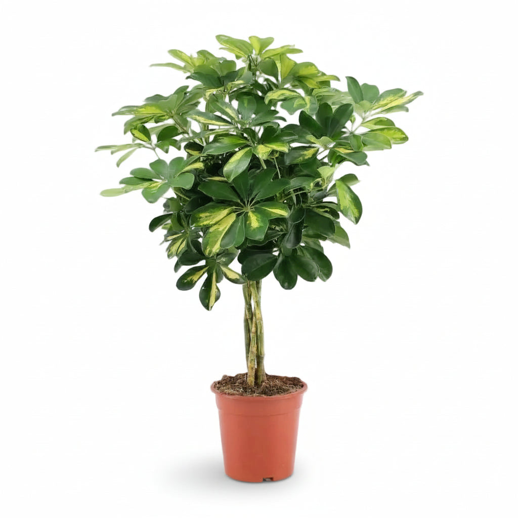 Schefflera ‘Gold Capella’ – Variegated Umbrella Tree - Verdeia - 1