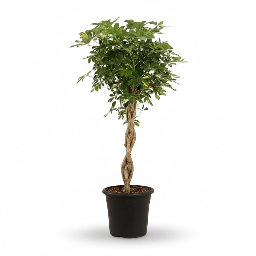 Schefflera ‘Gold Capella’ – Variegated Umbrella Tree - Verdeia - 4