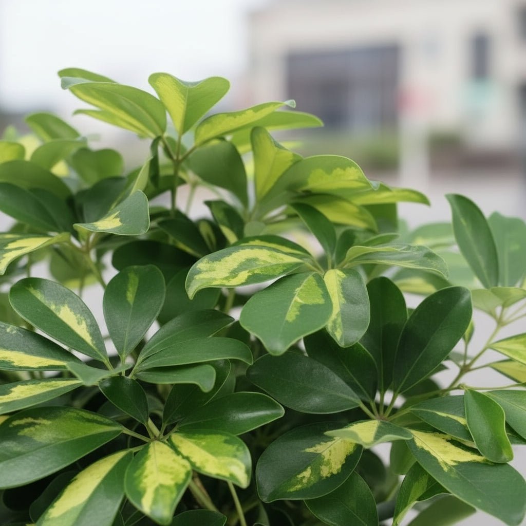 Schefflera ‘Gold Capella’ – Árbol paraguas jaspeado - Verdeia - 2