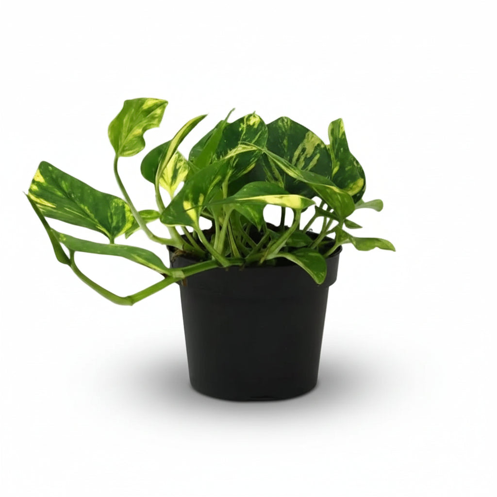 Scindapsus (Epipremnum) N&