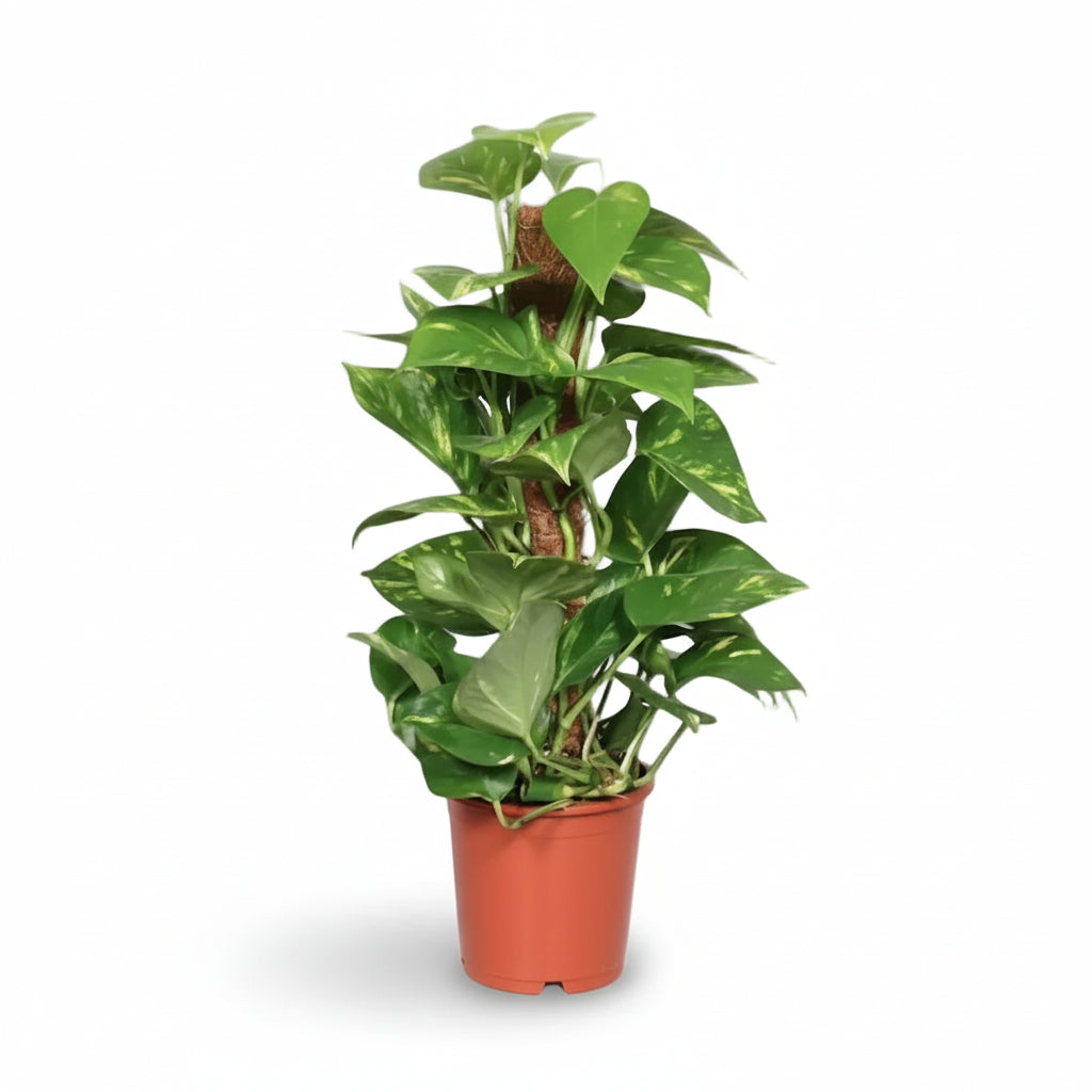 Scindapsus (Epipremnum) - Potus - Verdeia - 1