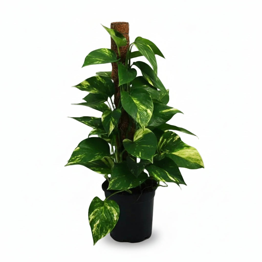 Scindapsus (Epipremnum) - Potus - Verdeia - 9