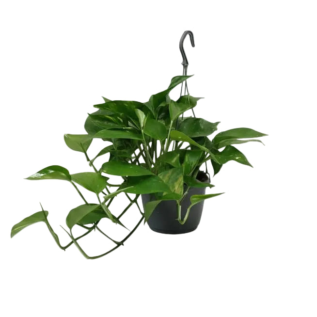 Scindapsus (Epipremnum) - Potus - Verdeia - 8