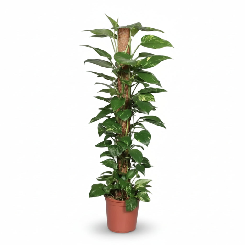 Scindapsus (Epipremnum) - Potus - Verdeia - 11