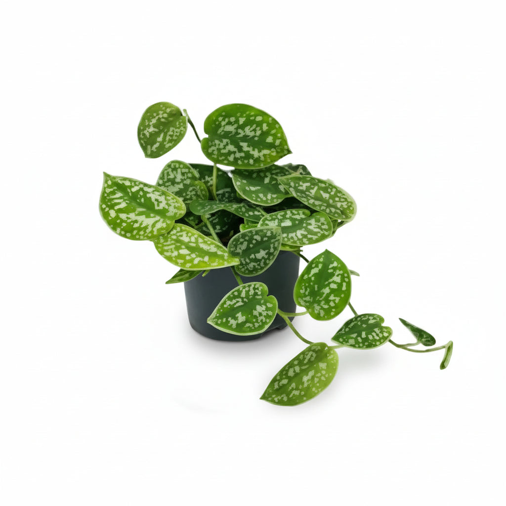 Liana satinada — Scindapsus pictus &