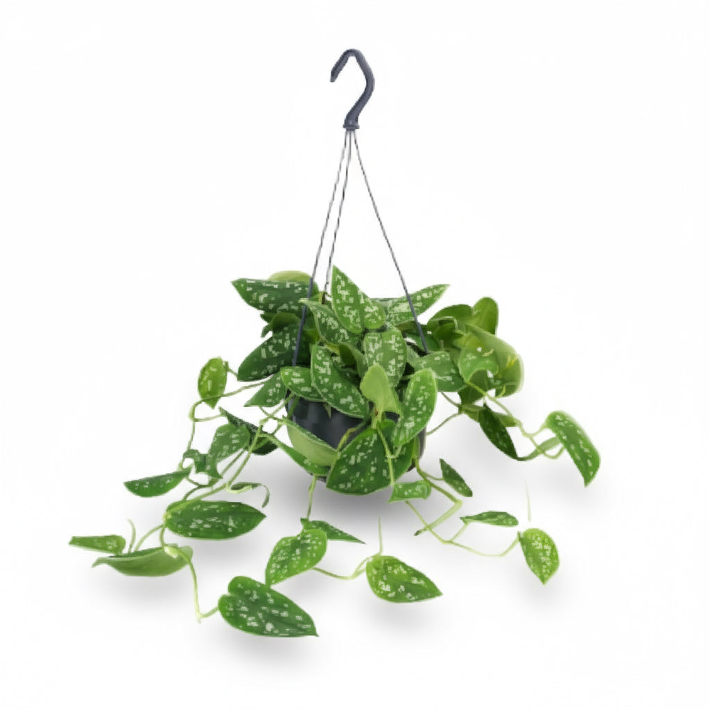 Scindapsus pictus ‘Argyraeus’ – Liane satinée - Verdeia