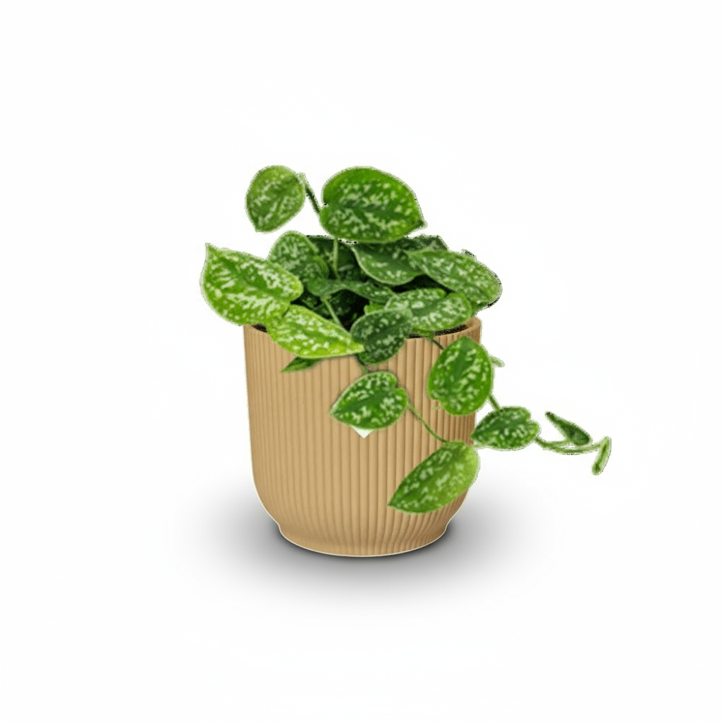 Scindapsus pictus ‘Argyraeus’ – Liane satinée - Verdeia