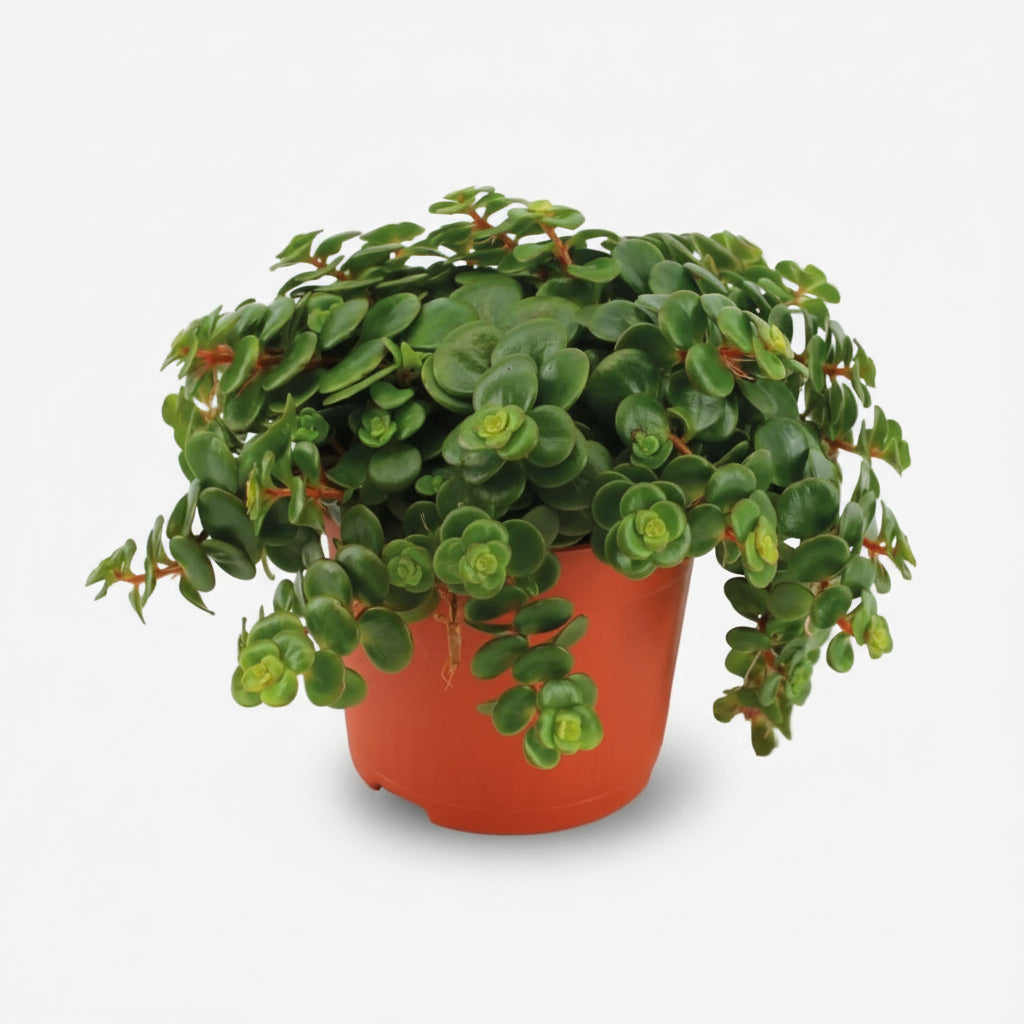 Sedum Tornado, planta suculenta colgante en su maceta sobre fondo blanco