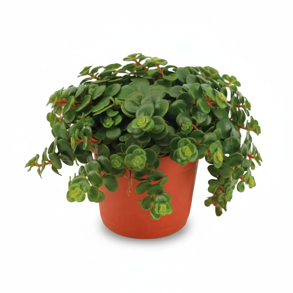 Sedum Tornado, planta suculenta colgante en su maceta sobre fondo blanco