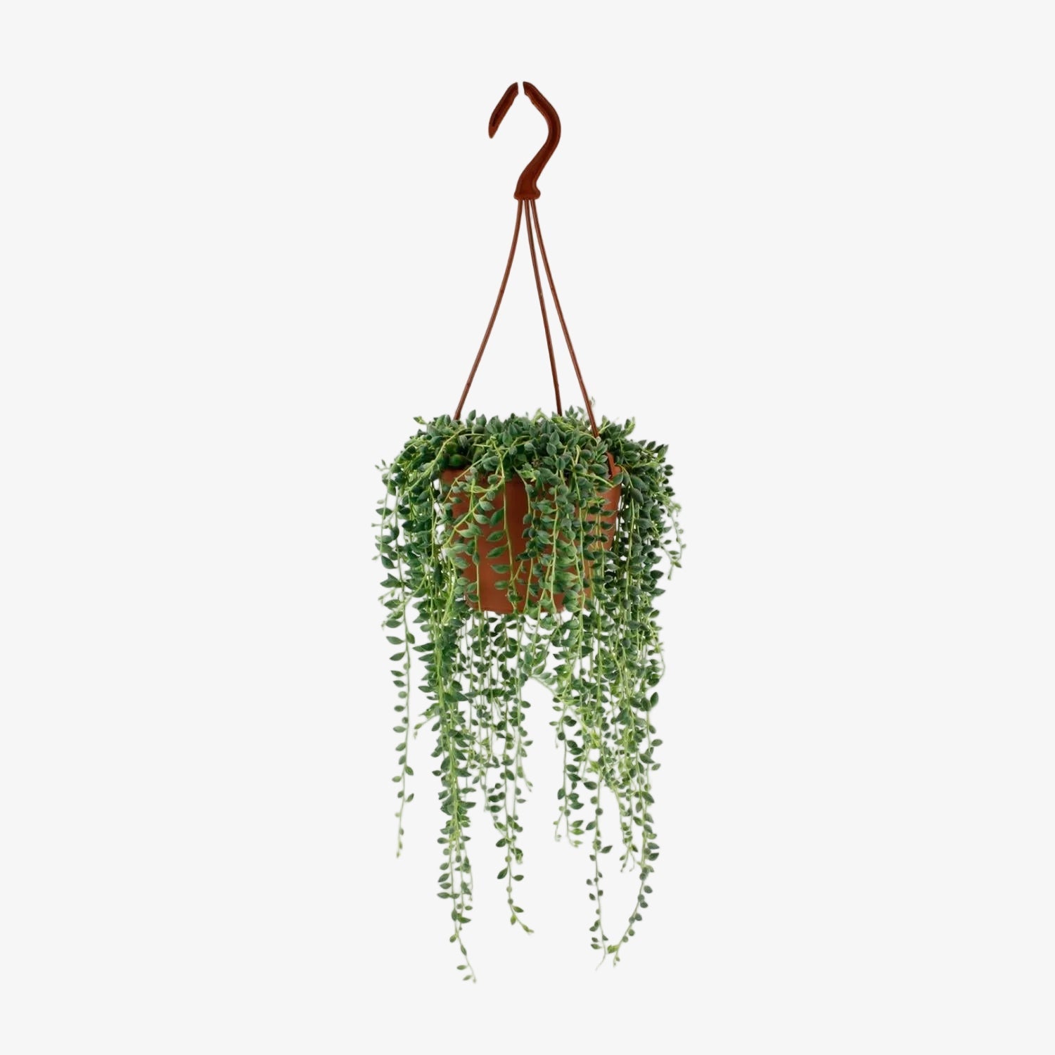 Senecio Herreianus - Ø12cm - H20cm - Verdeia - 1