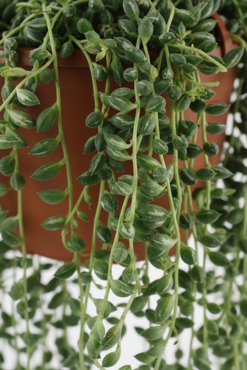 Senecio Herreianus - Ø12cm - H20cm - Verdeia - 2