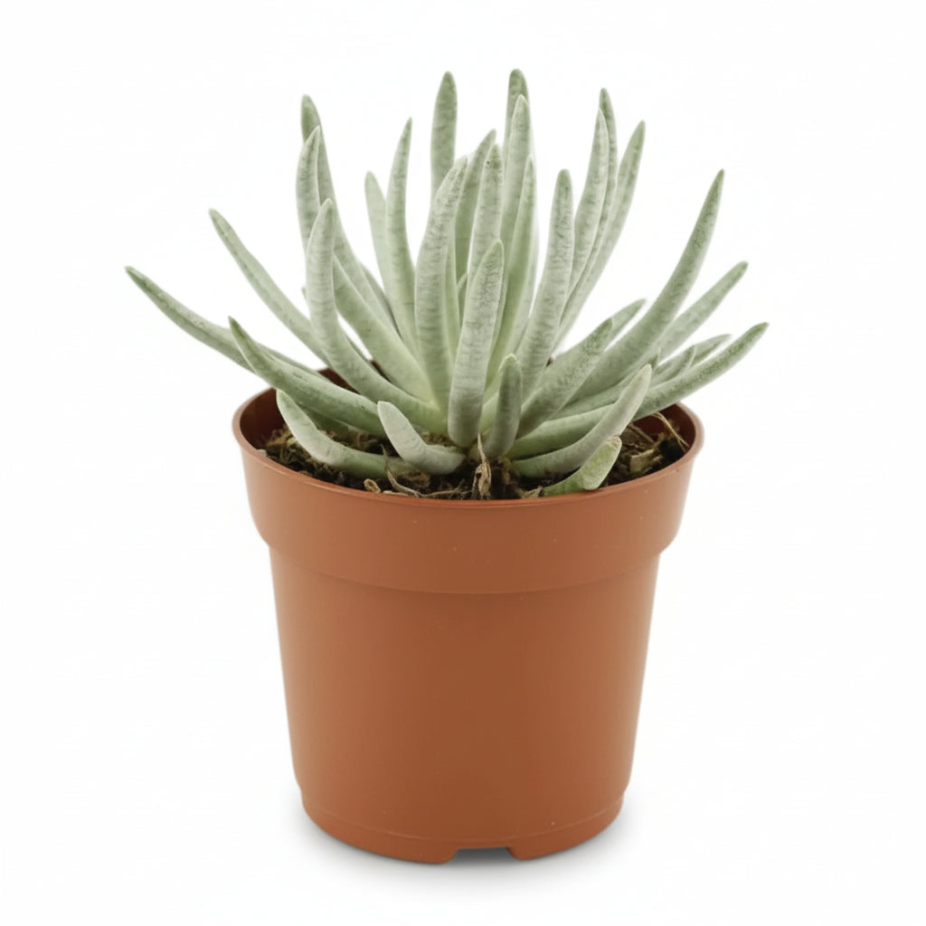 Senecio Scaposus — Ø10,5 cm — H15 cm - Verdeia - 1