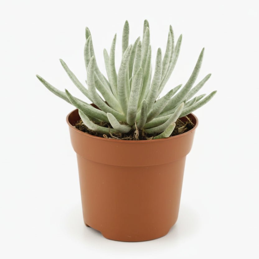 Senecio Scaposus — Ø10,5 cm — H15 cm - Verdeia - 1