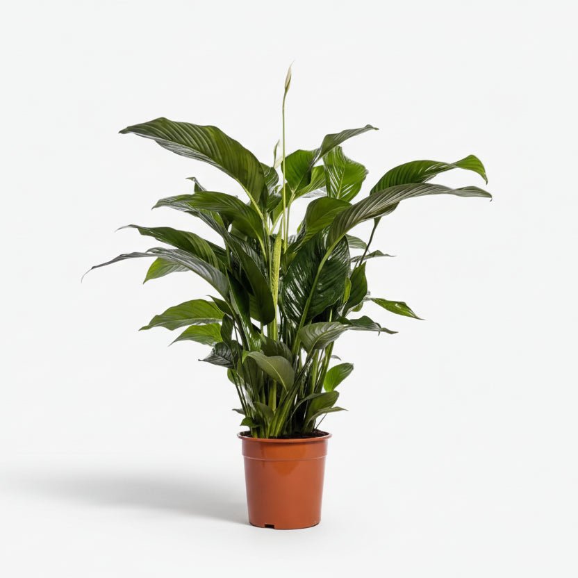 Spathiphyllum Bellini (Flor de luna) - Ø24cm - H100cm - Verdeia - 1