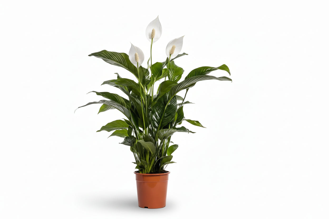 Spathiphyllum Bellini (Flor de lluna) - Ø24cm - H100cm - Verdeia - 1