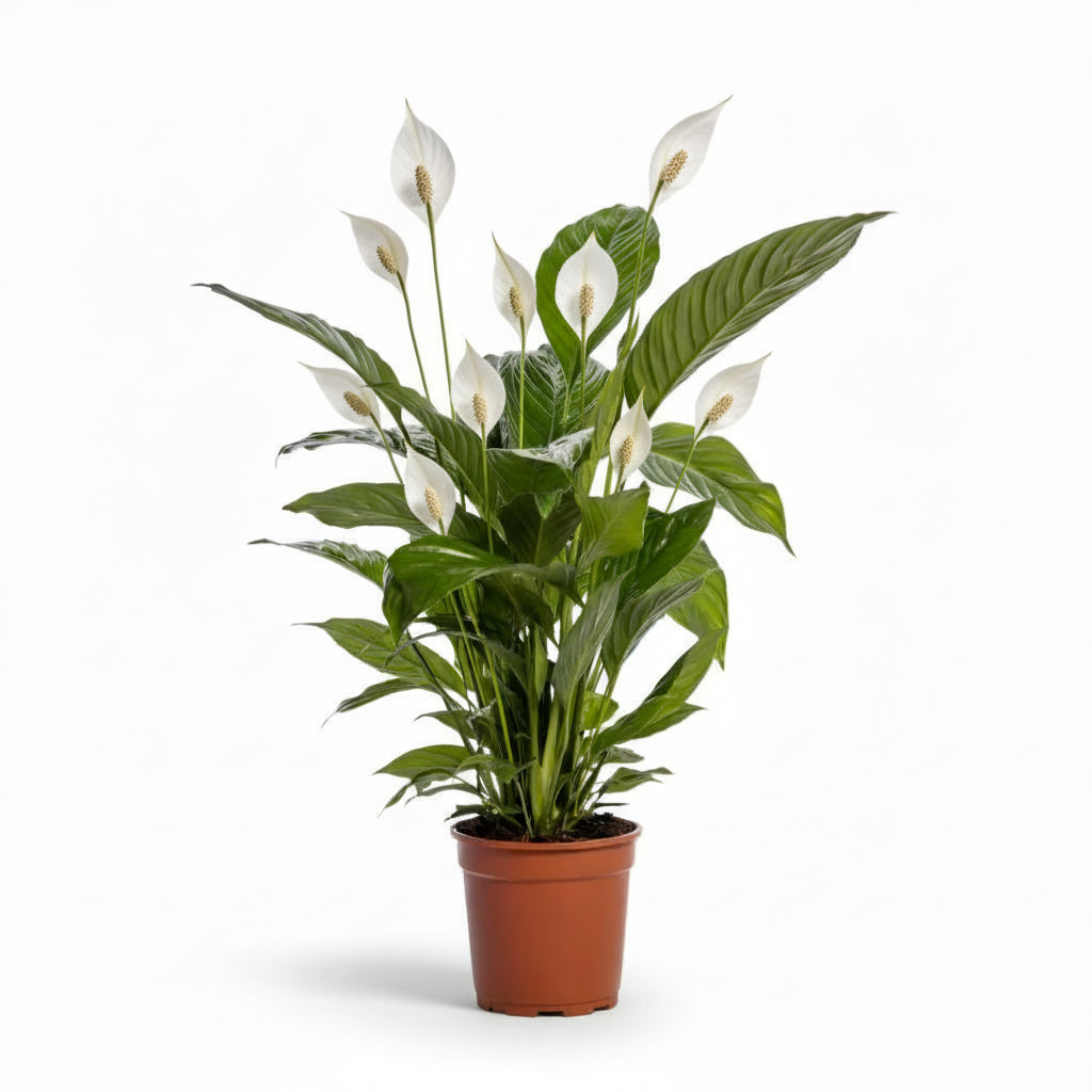 Spathiphyllum ‘Bingo Cupido’ – Fleur de lune - Verdeia - 5