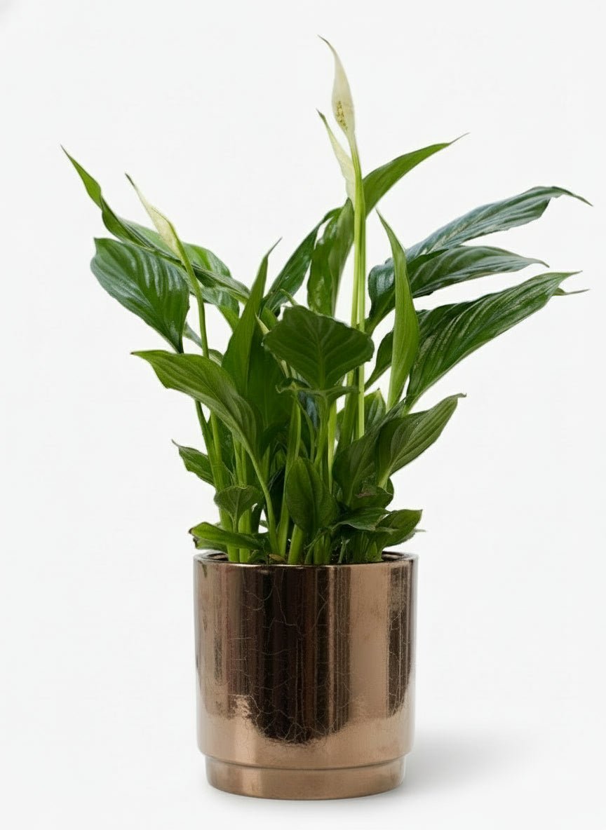 Spathiphyllum — Peace Lily — Ø12 x H35 cm — Ready to display — Bronze ceramic - Verdeia - 1