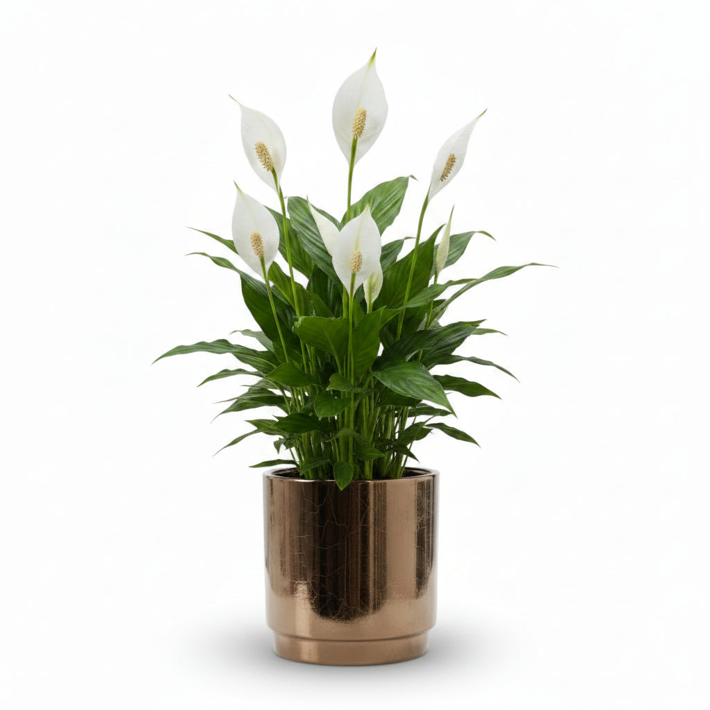 Spathiphyllum — Peace Lily — Ø12 x H35 cm — Ready to display — Bronze ceramic - Verdeia - 1