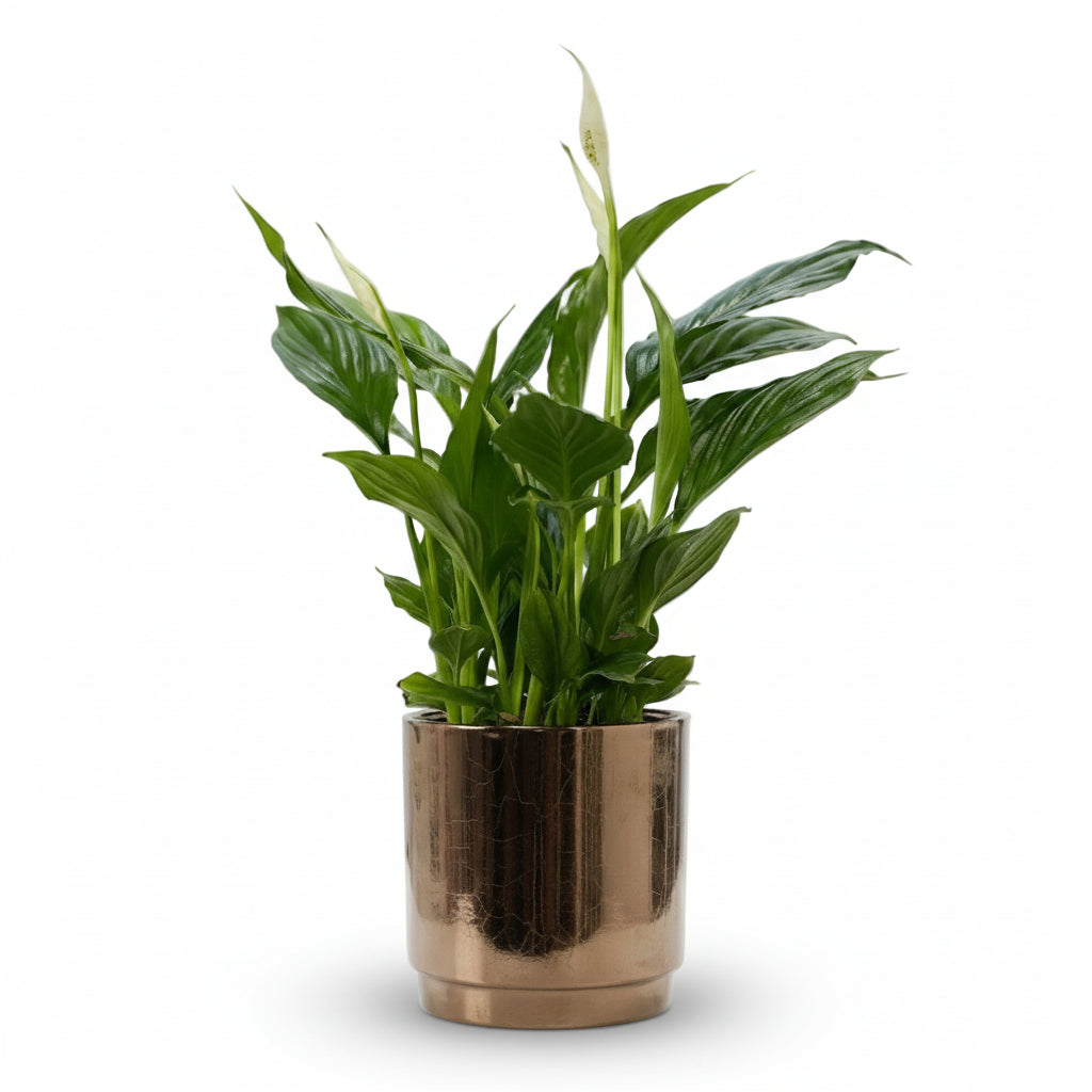 Spathiphyllum — Fleur de lune — Ø12 x H35 cm — Připraveno k umístění — keramika bronzová - Verdeia - 1