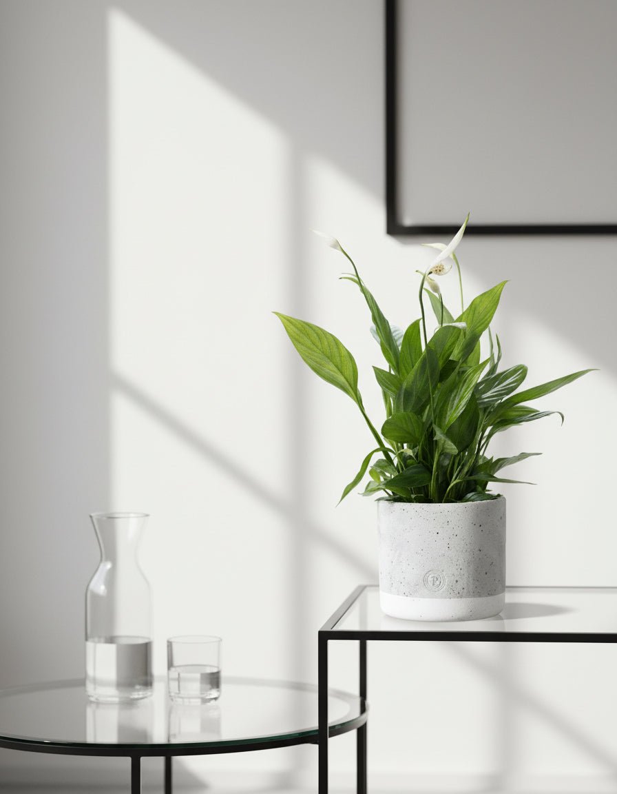 Spathiphyllum — Flor de lluna — Ø12 x H35 cm — A punt per col·locar — Ceràmica gris - Verdeia - 4
