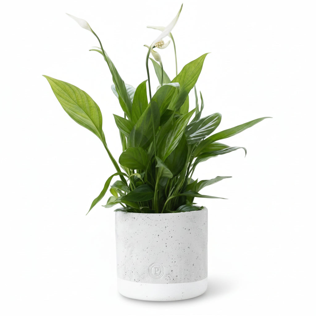 Spathiphyllum — Flor de luna — Ø12 x A35 cm — Listo para colocar — Cerámica gris - Verdeia - 1