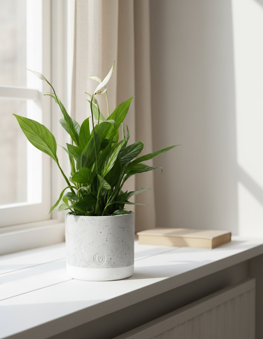Spathiphyllum — Flor de lluna — Ø12 x H35 cm — A punt per col·locar — Ceràmica gris - Verdeia - 3