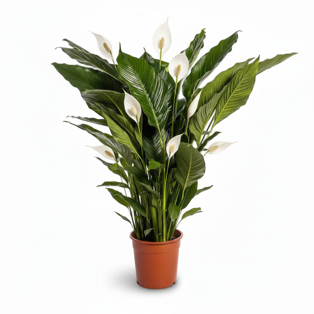 Spathiphyllum Sweet Sebastiano — Flor de luna — Ø24 cm — H110 cm - Verdeia - 1