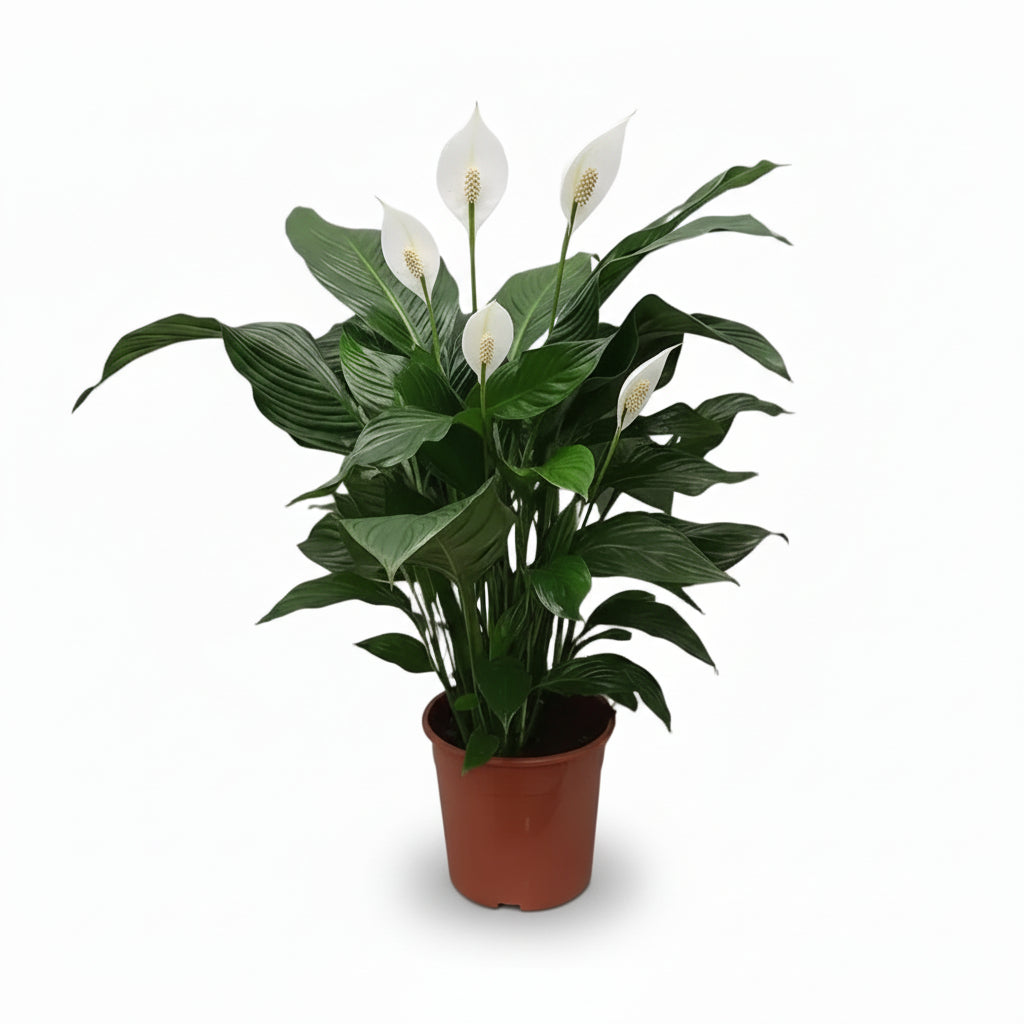 Spathiphyllum Sweet Silvana — Peace Lily — Ø24 cm — H80 cm - Verdeia - 1