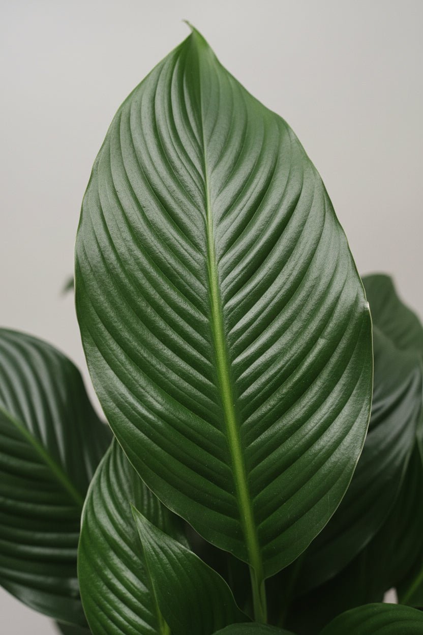 Spathiphyllum Sweet Silvana — Fleur de lune — Ø24 cm — H80 cm - Verdeia - 2