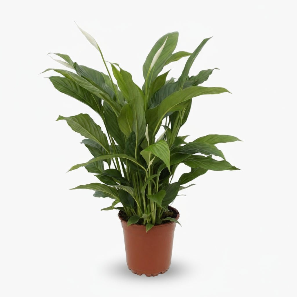 Spathiphyllum ‘Torelli’ — Lirio de la paz / Fleur de la paix — Ø17 cm — H65 cm - Verdeia - 1